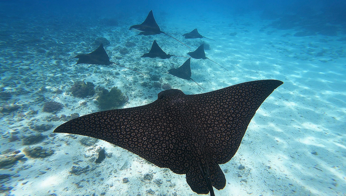 Moorea Sea Experience