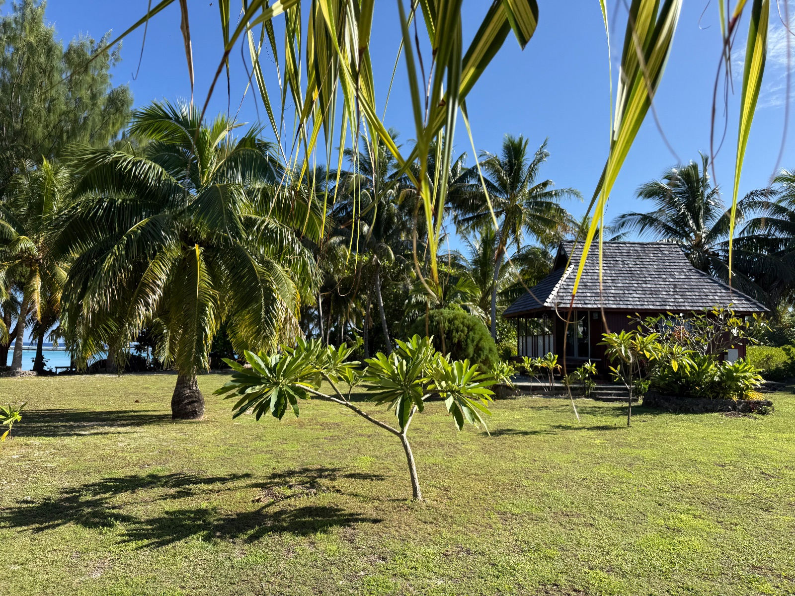 Paeao maupiti