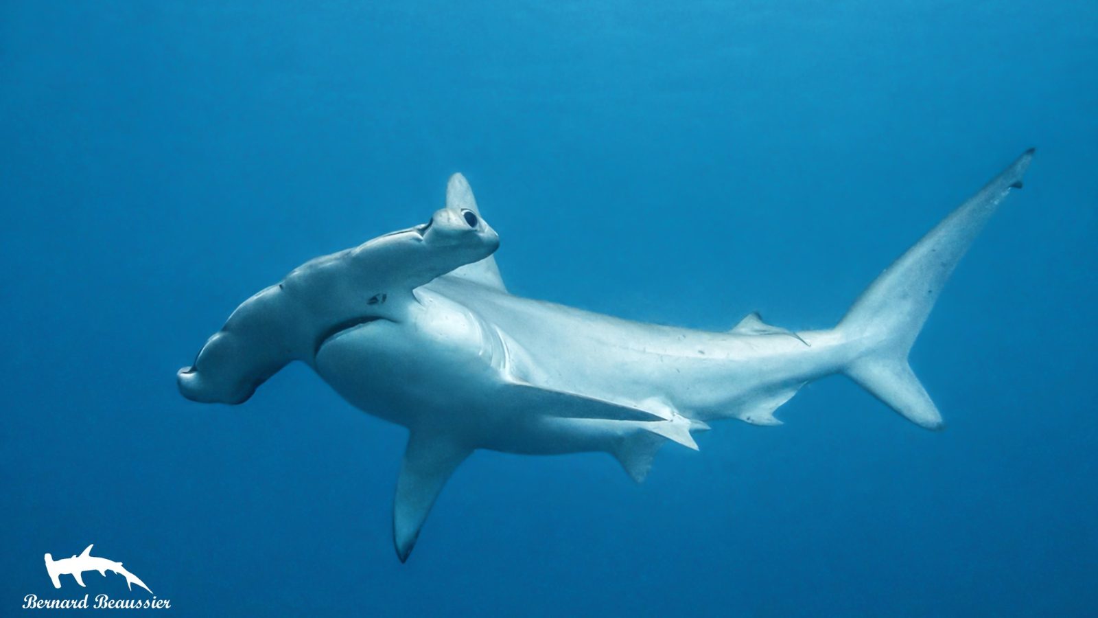 NUKU DIVE