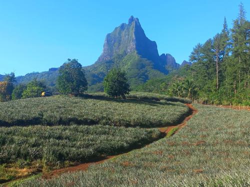 Safari Mario Moorea 4
