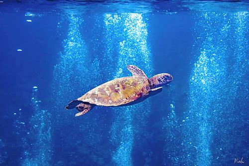 Dive and Sea Tahiti 3