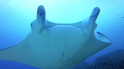 HiRO DiVE Bora Bora 4