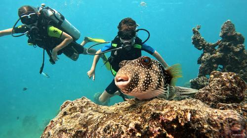 Nemo'z diving 5