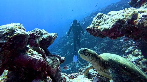 Nemo'z diving 4