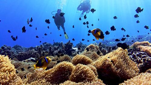 Nemo'z diving 2
