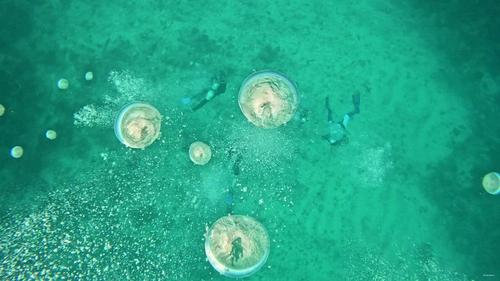 Nemo'z diving 3