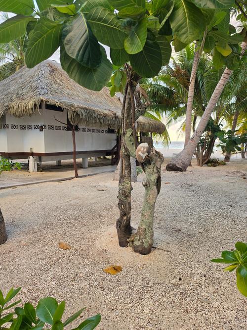 Tikehau Paradise  1