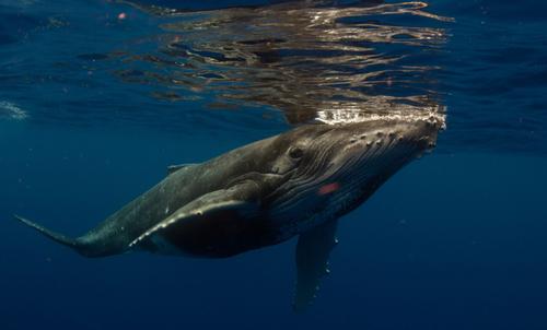 Tama Tours Moorea 4