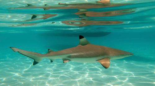 Moorea Activities Center 5
