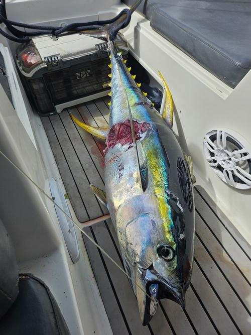 Bora Bora Service/ Fishing Bora Bora 4