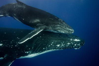Mobydick Diving (Tahiti)