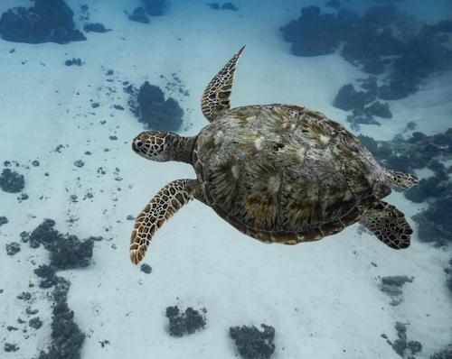 Moorea Sea Experience  2