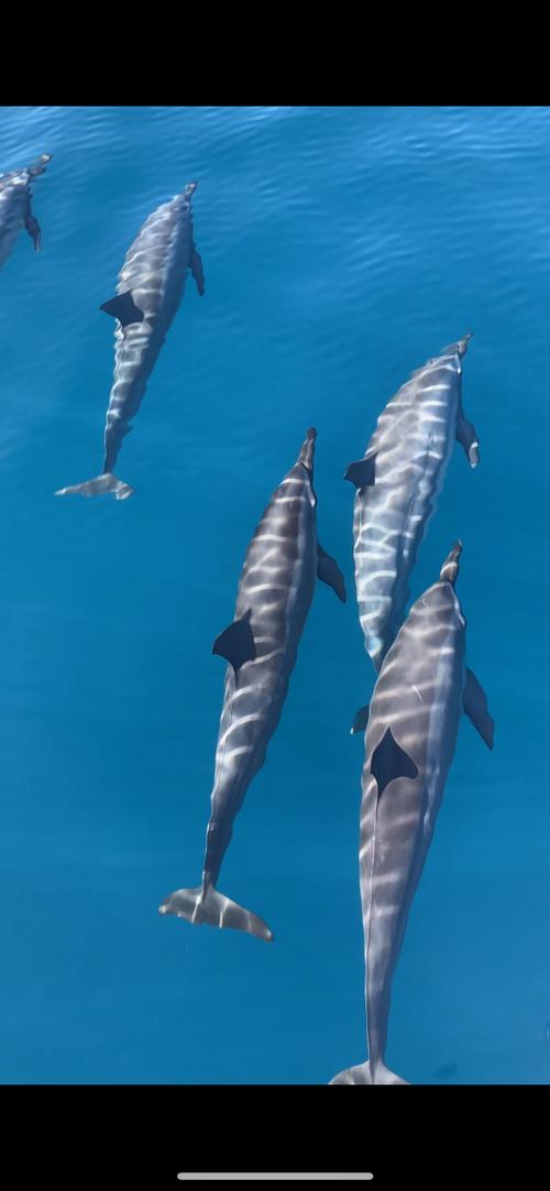 Moorea Sea Experience  3