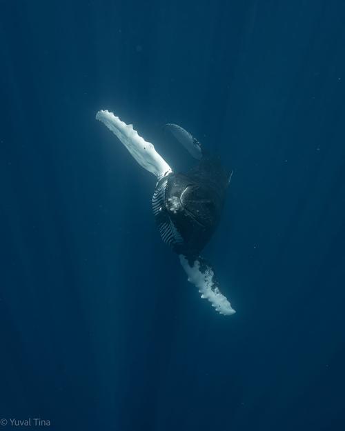 tahiti iti diving 3