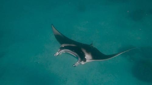Raie manta diving Tikehau  1
