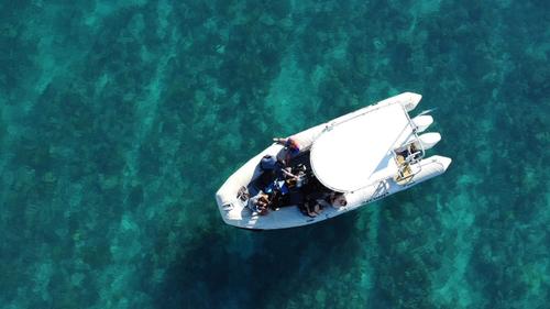 Raie manta diving Tikehau  2
