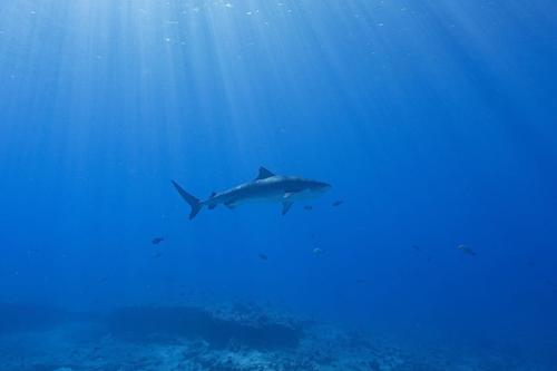 Raie manta diving Tikehau  5