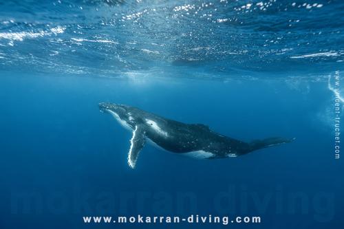 Mokarran Diving 5