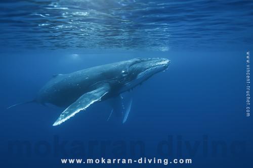 Mokarran Diving 3