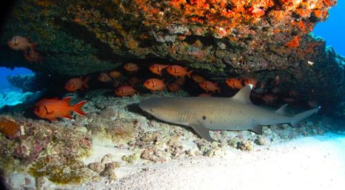 Coco Dive Tikehau 3