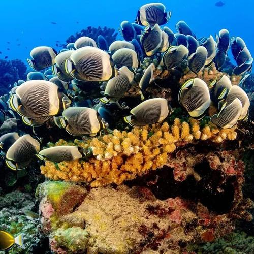 Coco Dive Tikehau 2