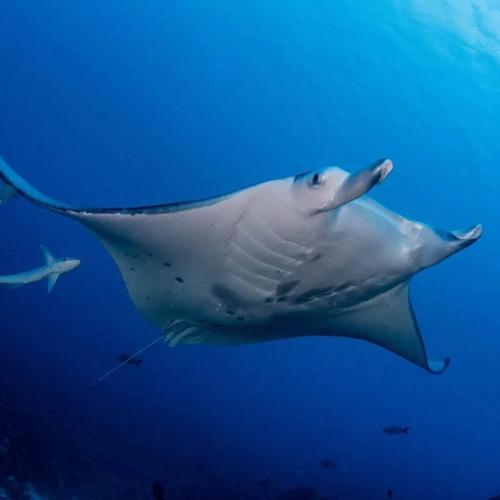 Coco Dive Tikehau 4