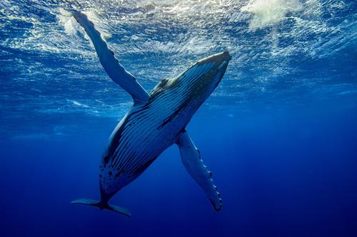 Moorea Expedition 4