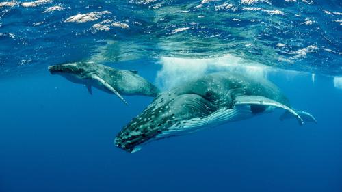 Moorea Expedition 2