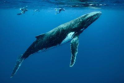 Moorea Expedition