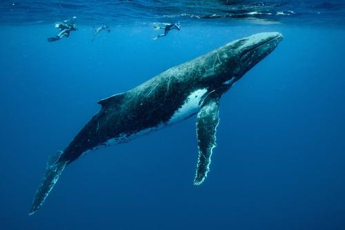 Moorea Expedition 1