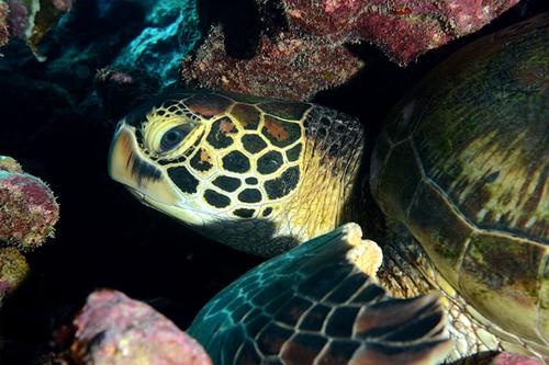 Moorea Blue Diving 2