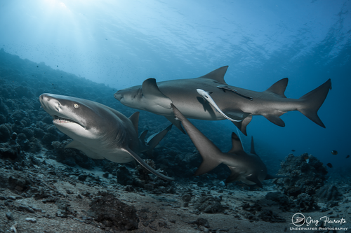 Moorea Blue Diving 3