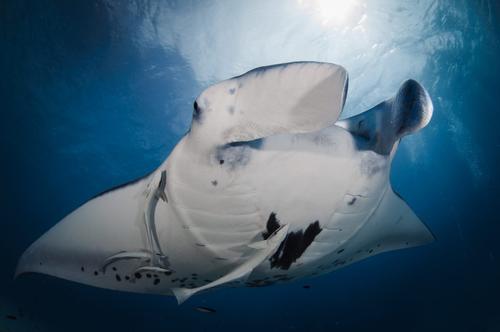 Bora Diving Center 2