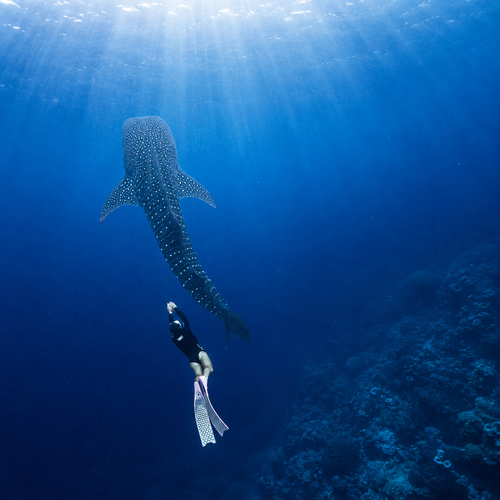 Tahiti Freediving 2